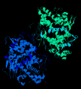 myeloperoxidase