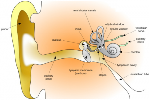 Structure of a human ear